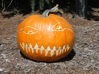 Sleepy, Best Carved Pumpkin,  Nipomo Pumpkin Patch best carving idea